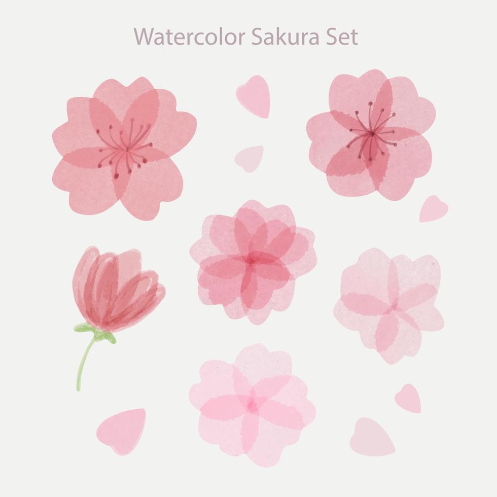 Set of beautiful hand drawn watercolor sakura flowers with petals vector