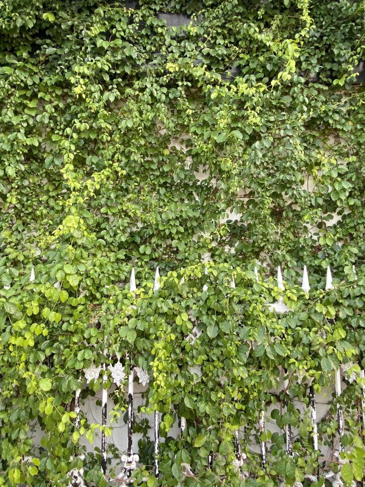 green ivy wall photo