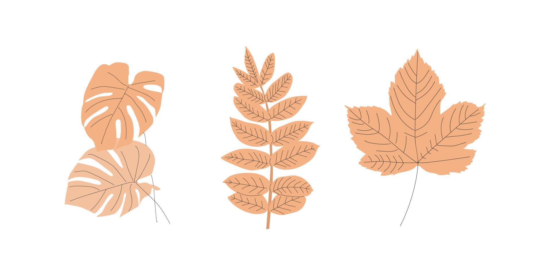 vector illustration of leaf aesthetic minimalist design style