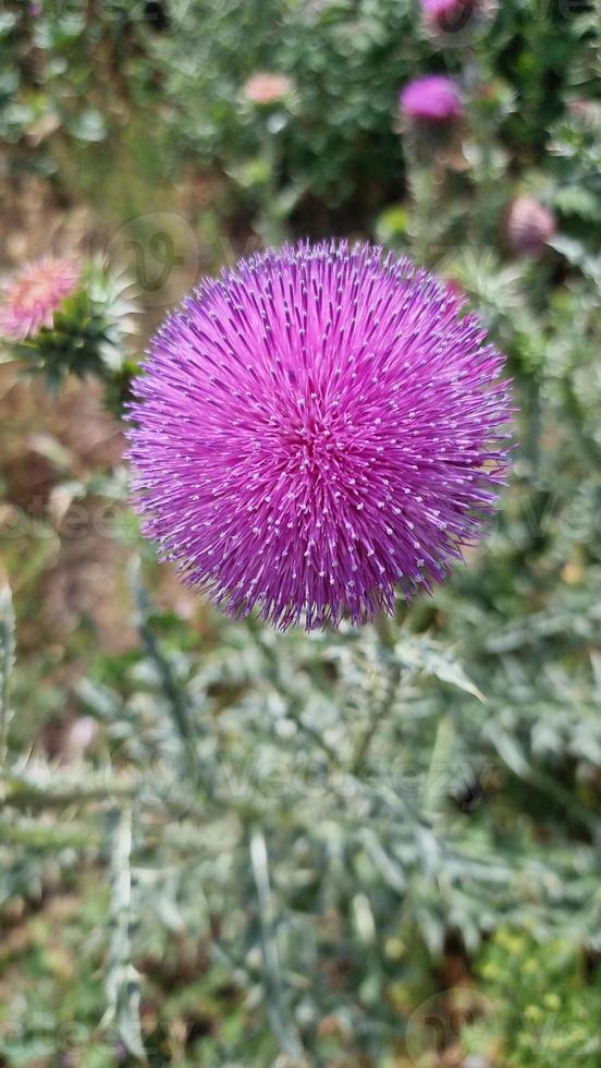 A beautiful thistle plants outdoors photo