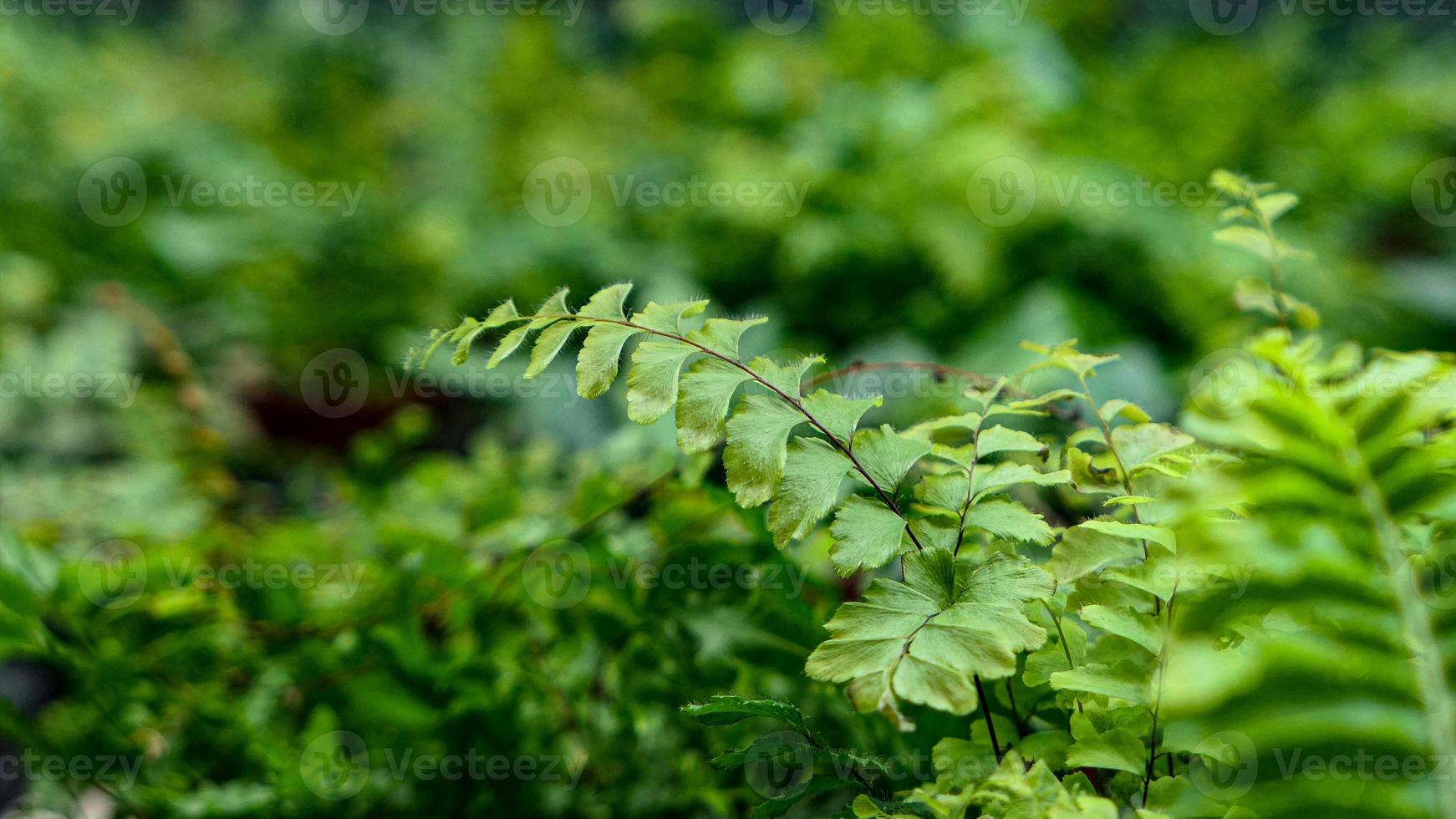 Fern leaves green foliage photo