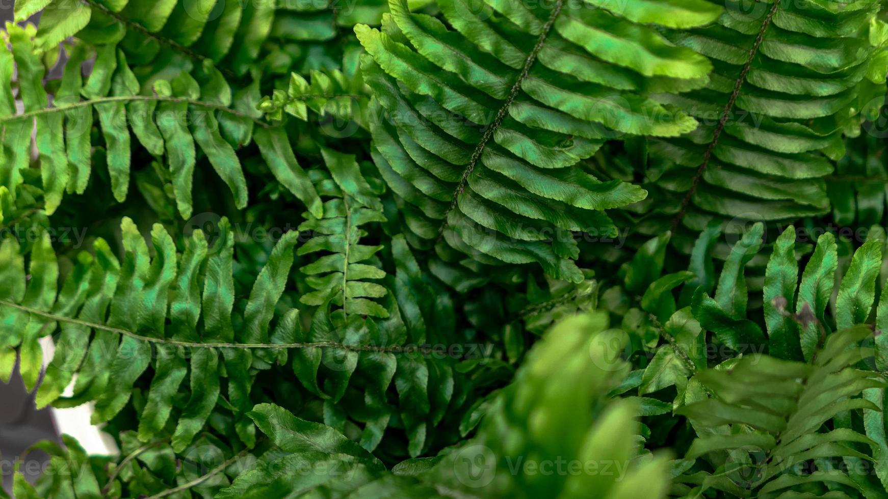 Fern leaves green foliage photo