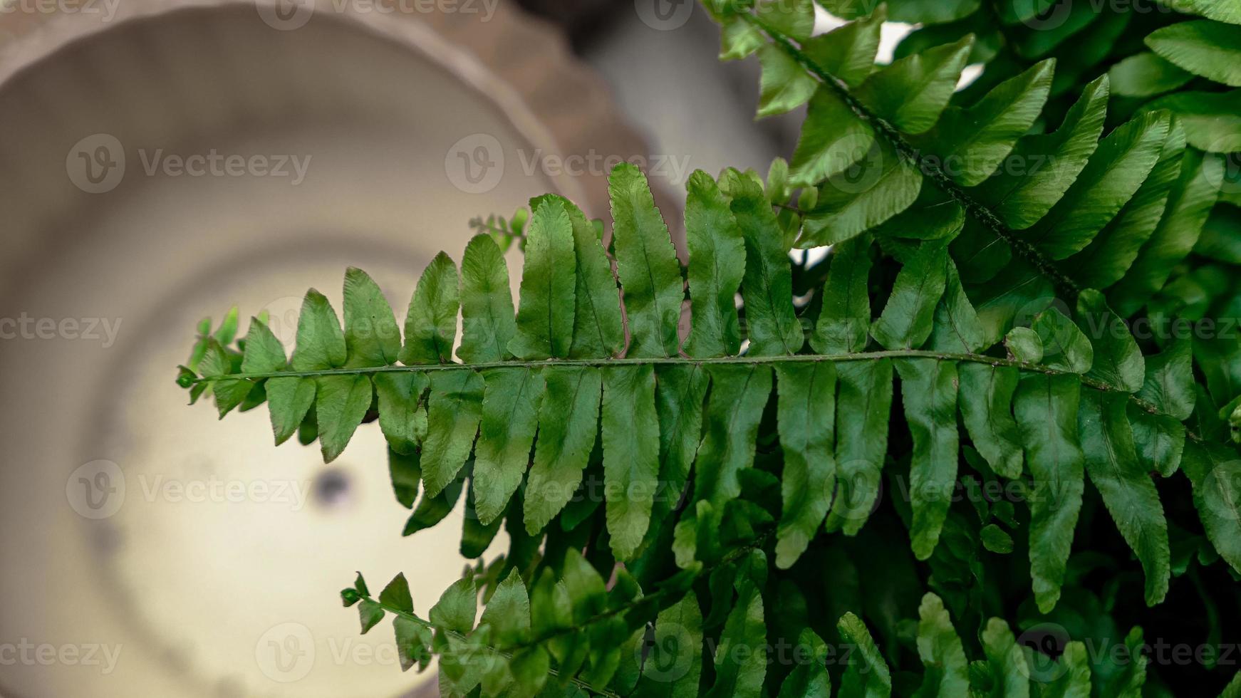 Fern leaves green foliage photo