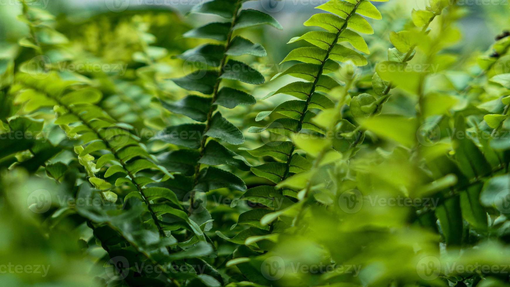 Fern leaves green foliage photo