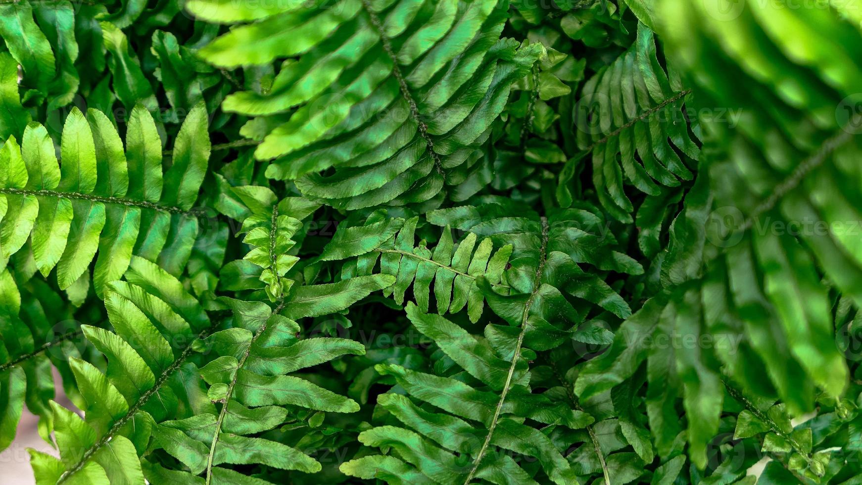 Fern leaves green foliage photo