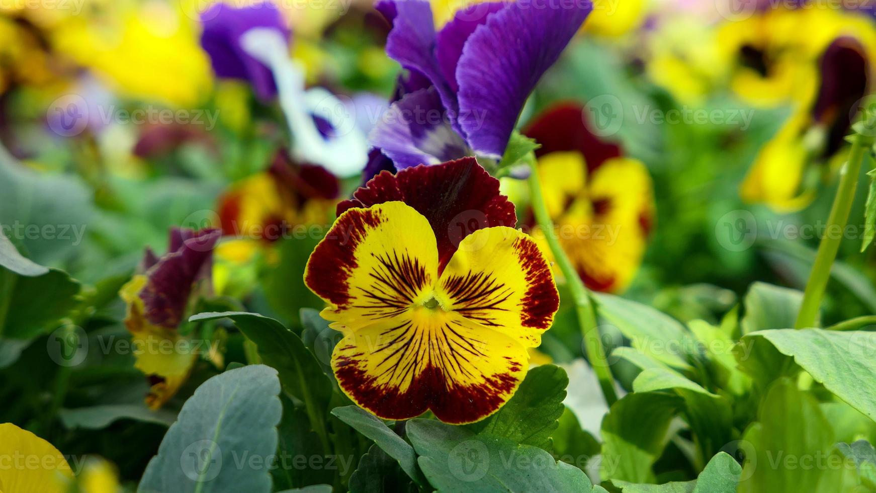 A beautiful pansy flowers outdoors photo