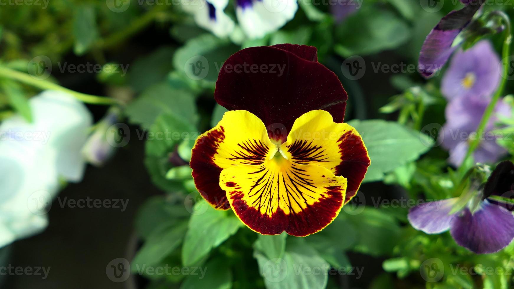 A beautiful pansy flowers outdoors photo