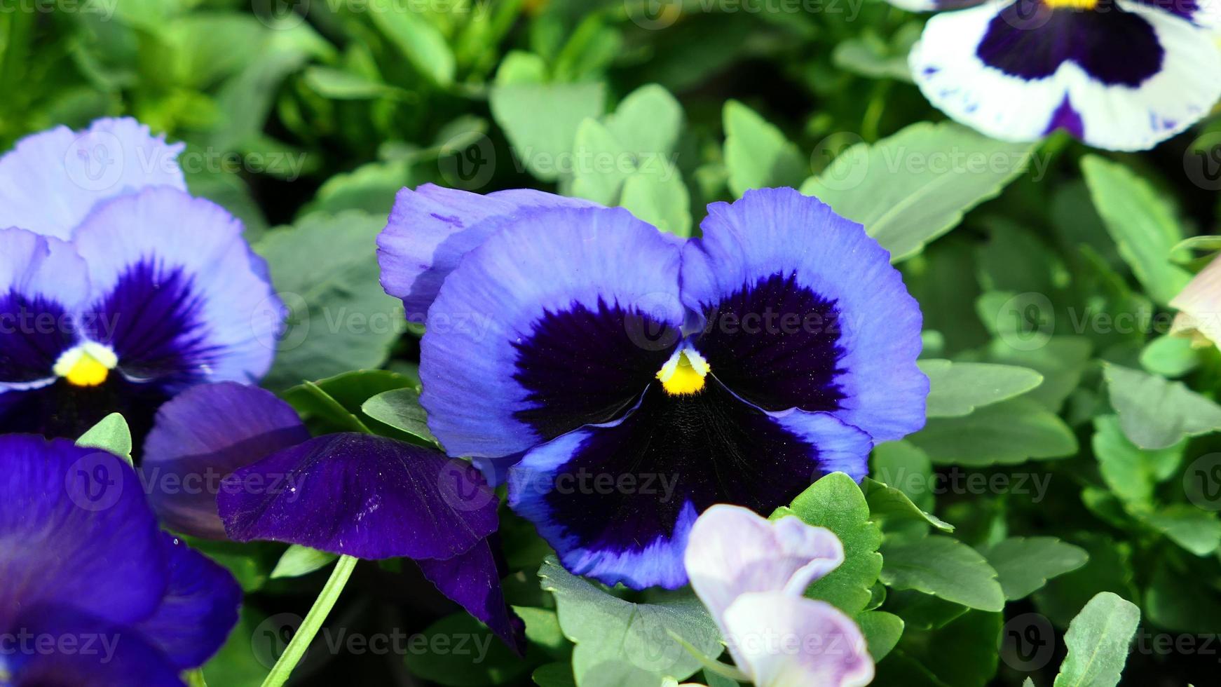 A beautiful pansy flowers outdoors photo