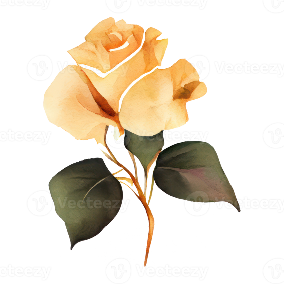 Illustration of watercolor roses png