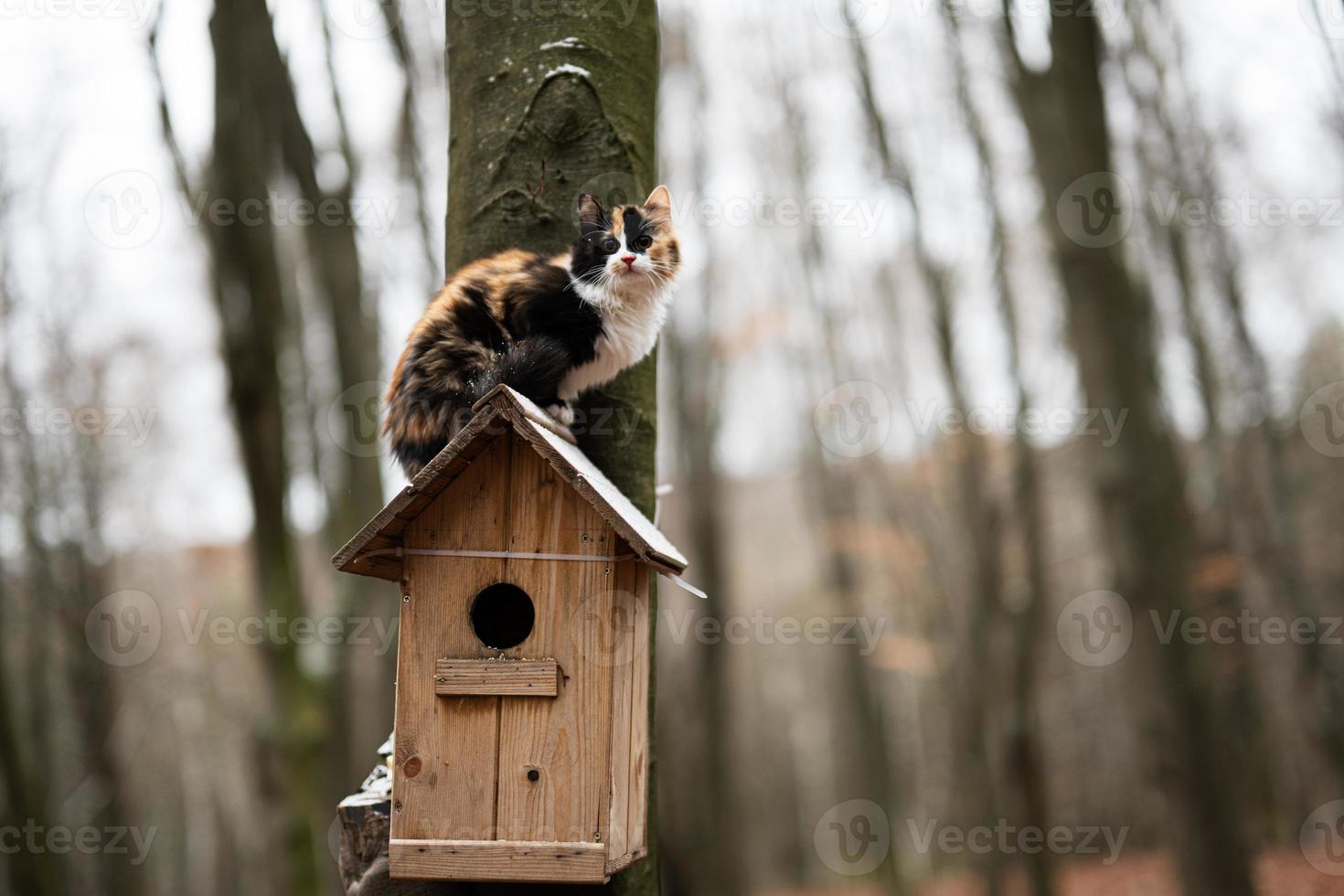 Cat sits on a birdhouse in the forest. photo