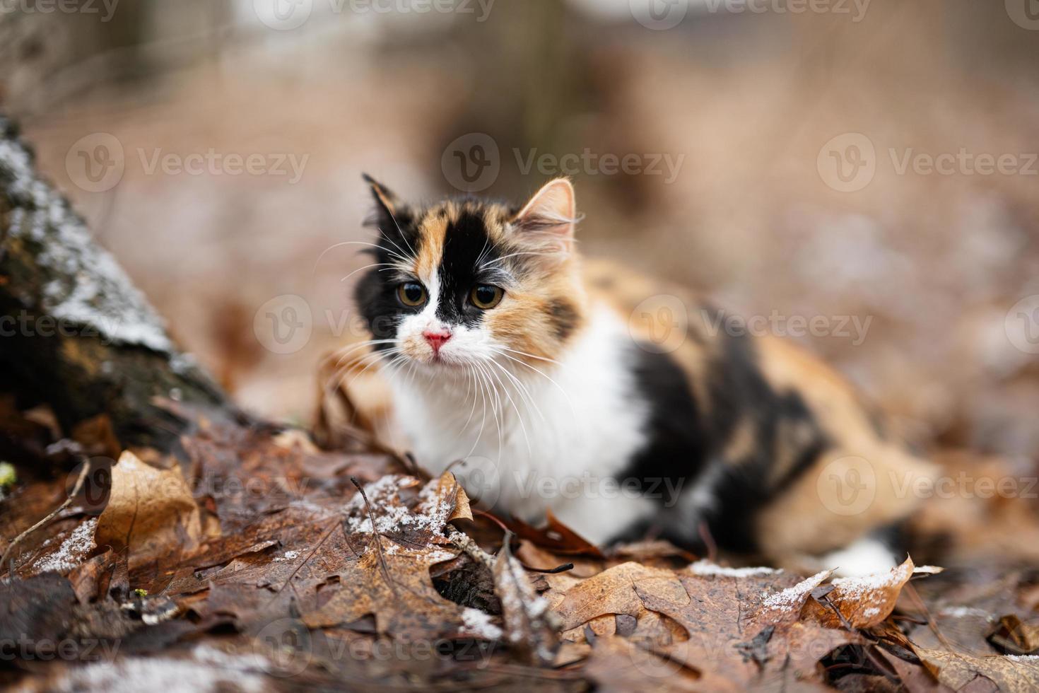 gato de tres colores al aire libre en el parque en hojas en clima frío. foto