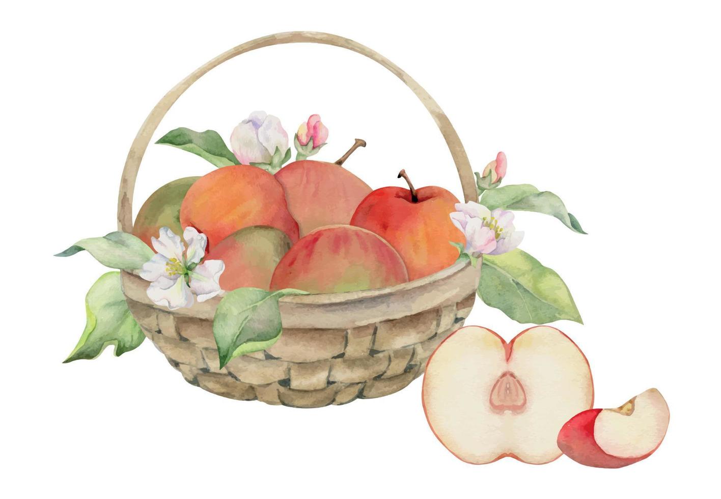 Hand drawn watercolor composition with apple fruits in basket, with branch and leaves, ripe, full and slices. Isolated on white background. Design for wall art, wedding, print, fabric, cover, card. vector