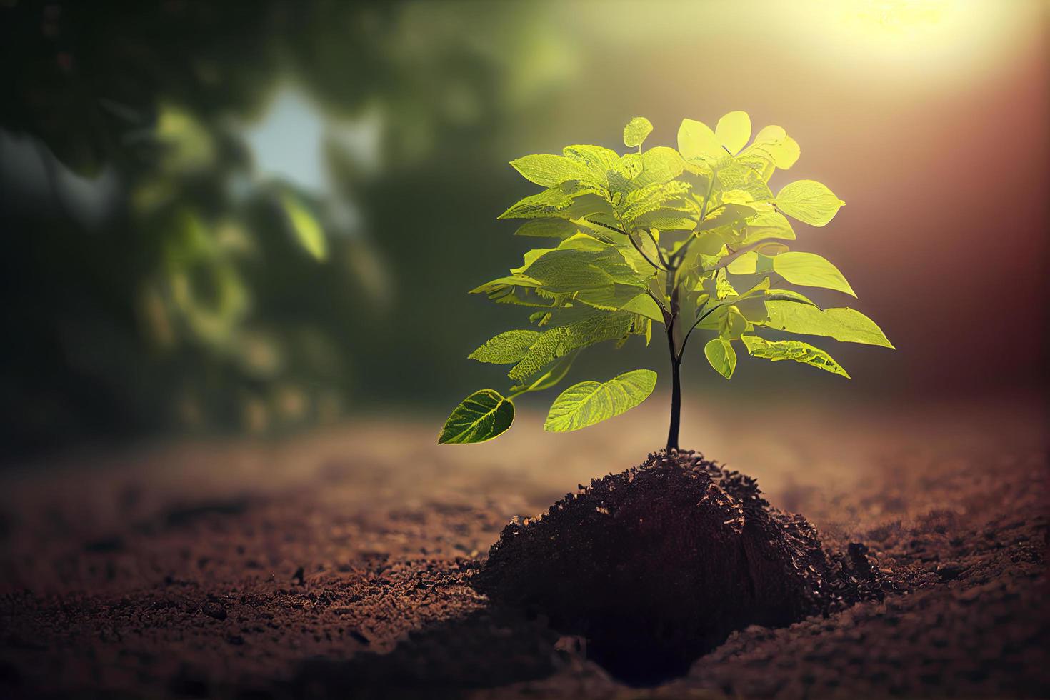 Small tree growing with sunshine in garden. eco concept photo