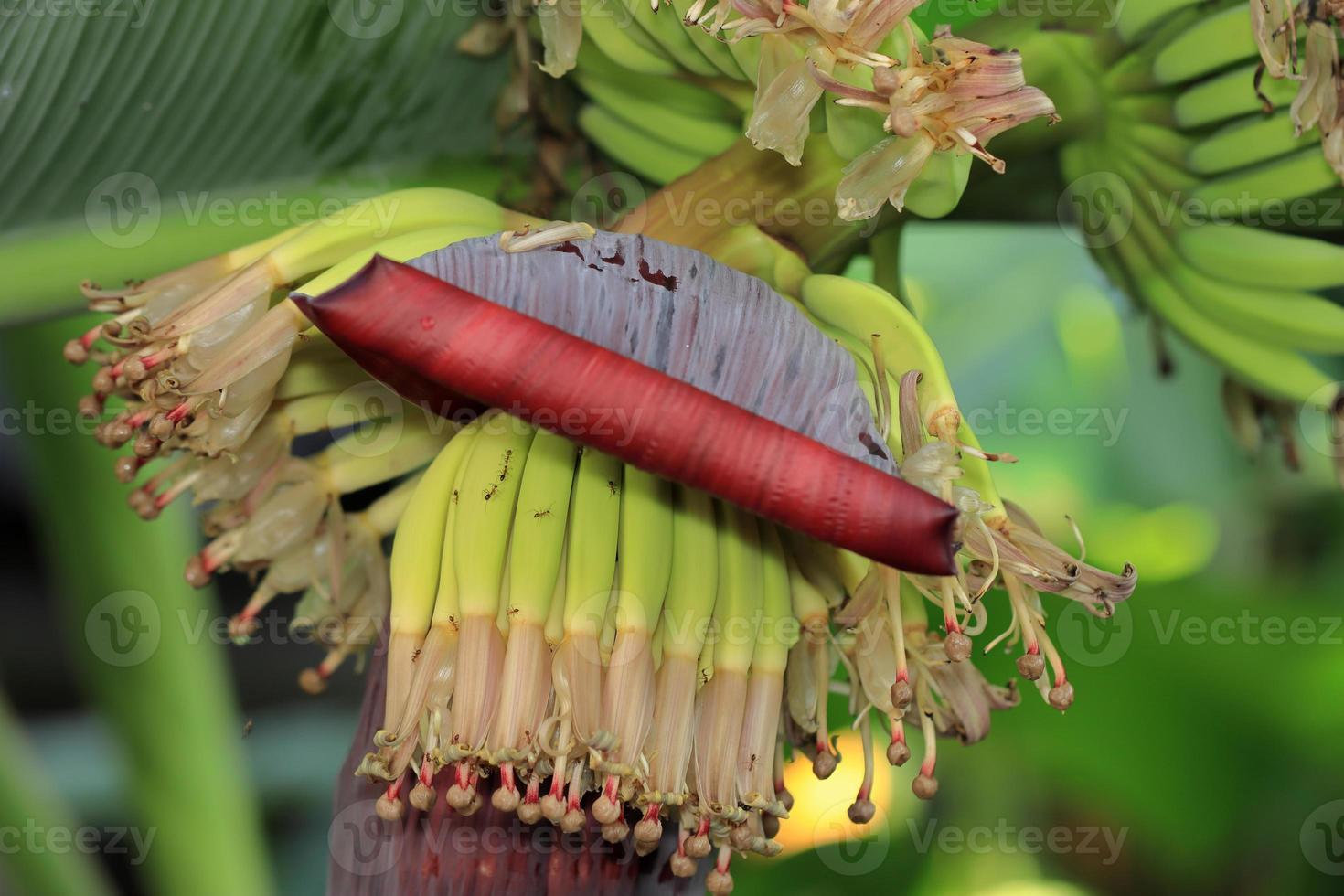 Banana flower, colourful,red flower in Betul madhya pradesh,colourful banana flower in the full bloom, nature shine photo