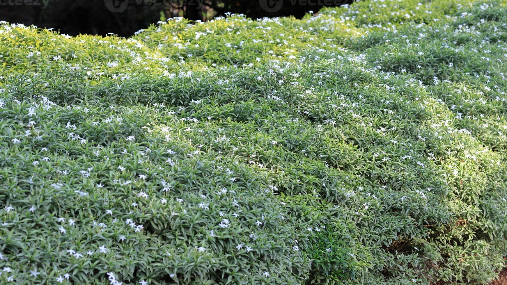 Formal Garden. A row of spherically trimmed lush juniper shrub hedges growing on lawn in the front of a row of fir trees photo