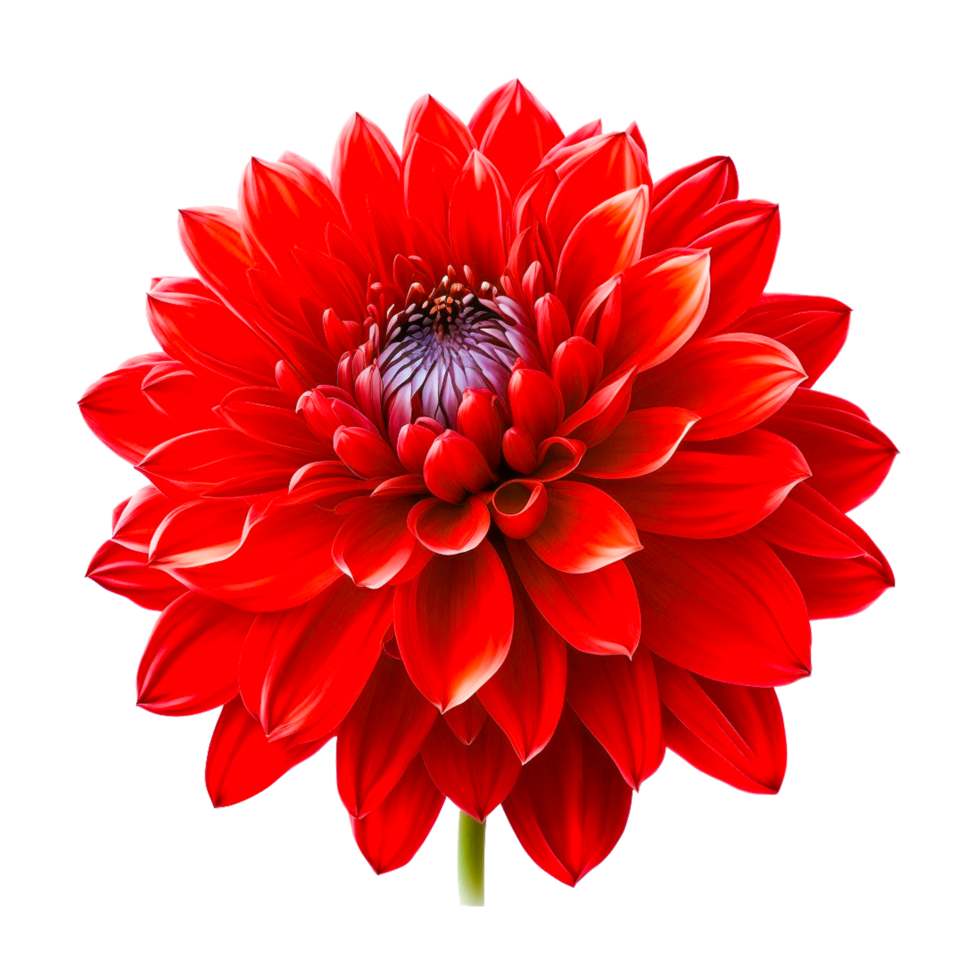 red water color flower  free icon png