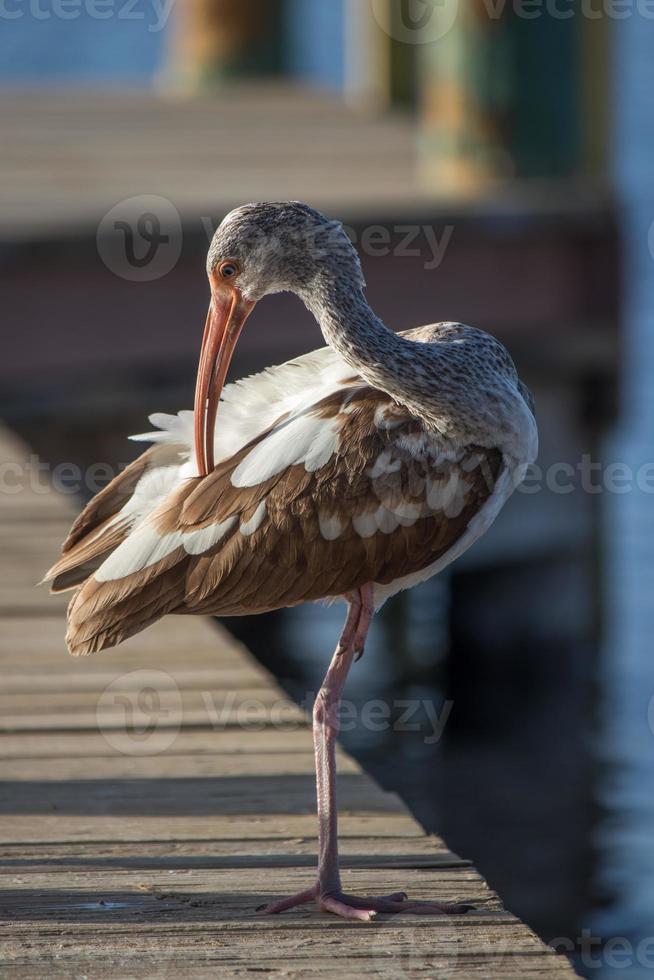 One Ibis standing on a dock photo