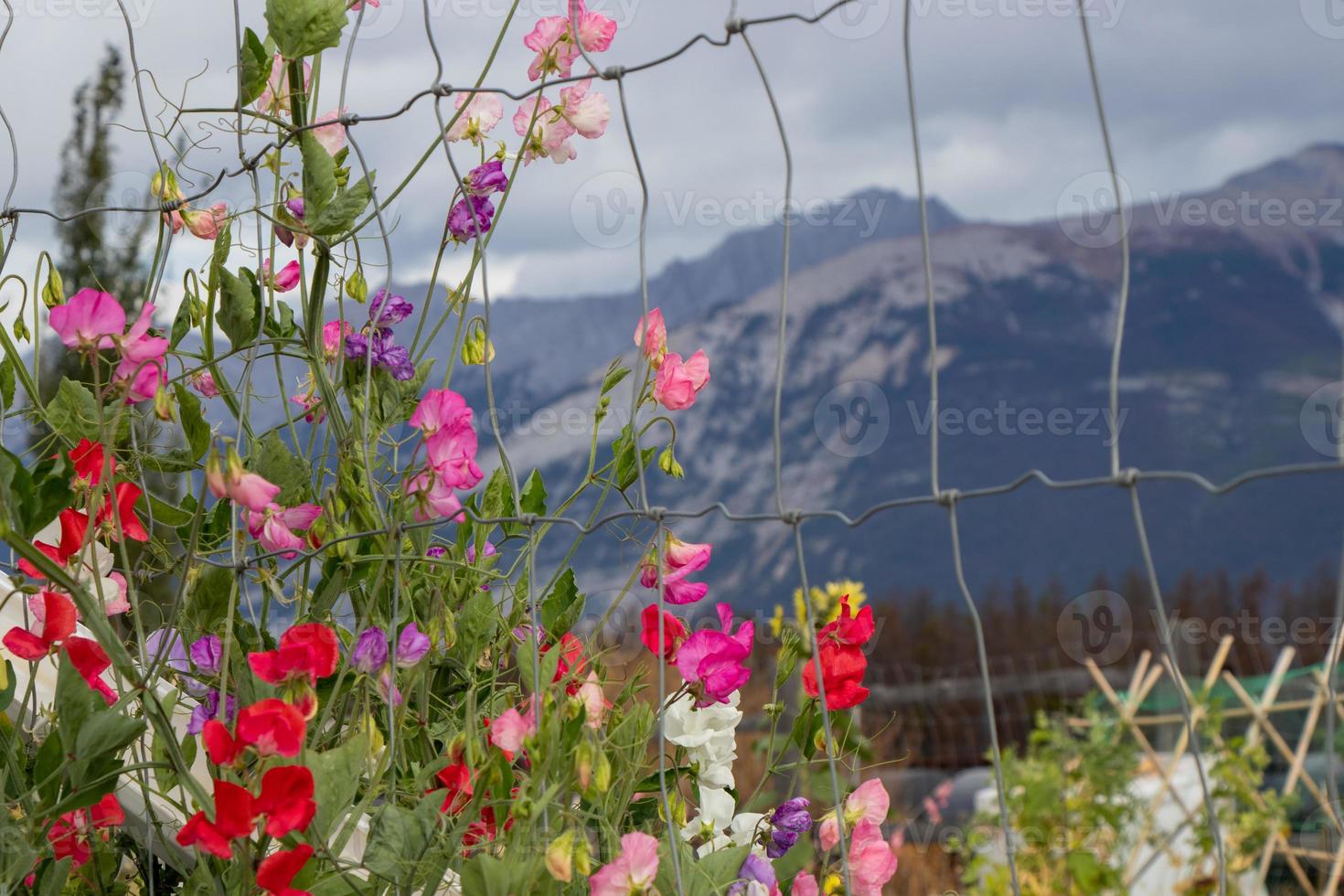 pretty flowers by a fence with a mountain in the background photo