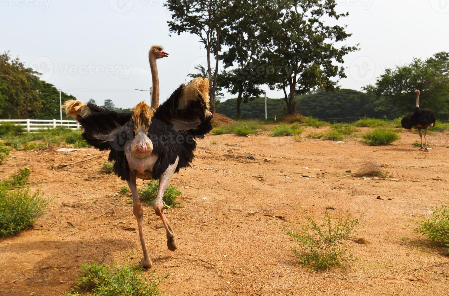 Ostrich in farm photo