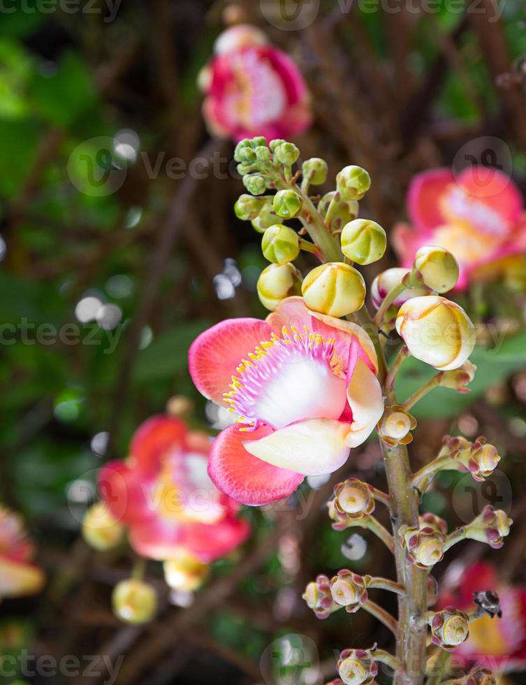 Cannonball flower Couroupita guianensis on the tree photo