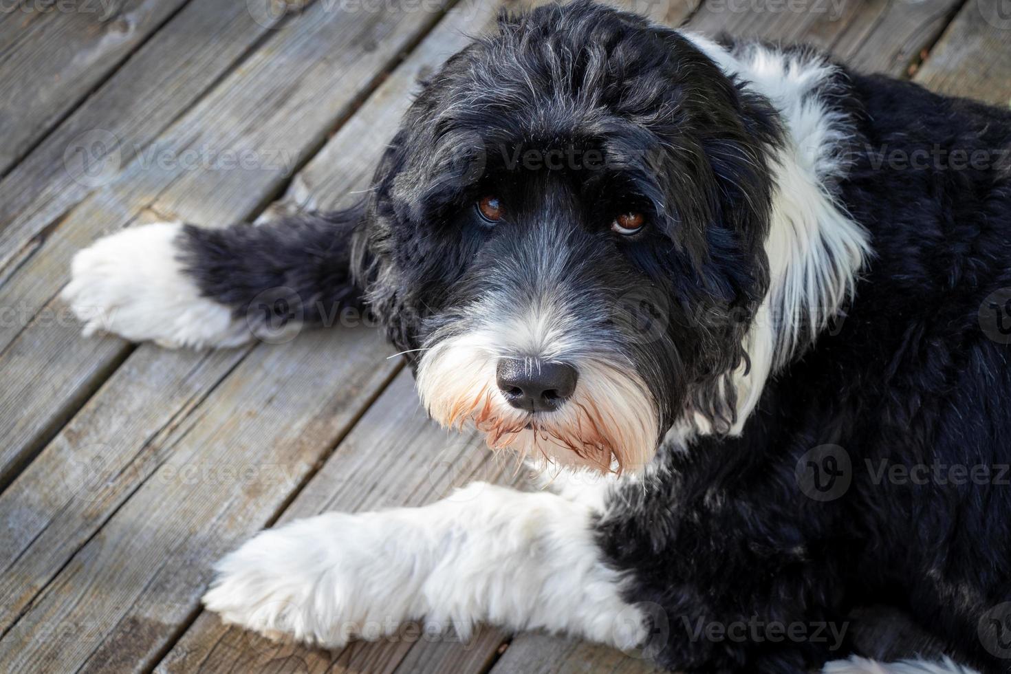Dog laying on a wooden deck photo