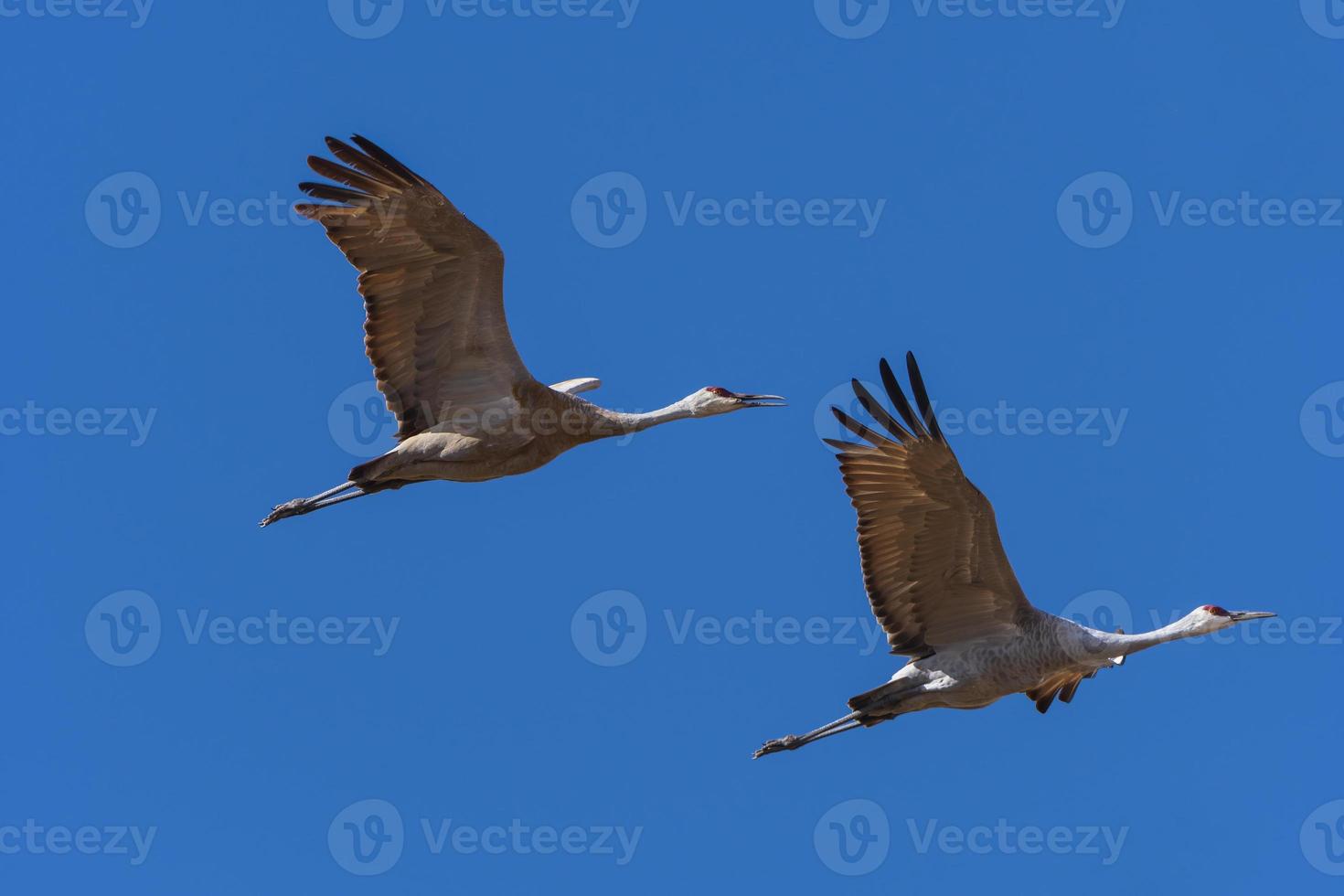 A Pair of Sandhill Cranes in Flight photo