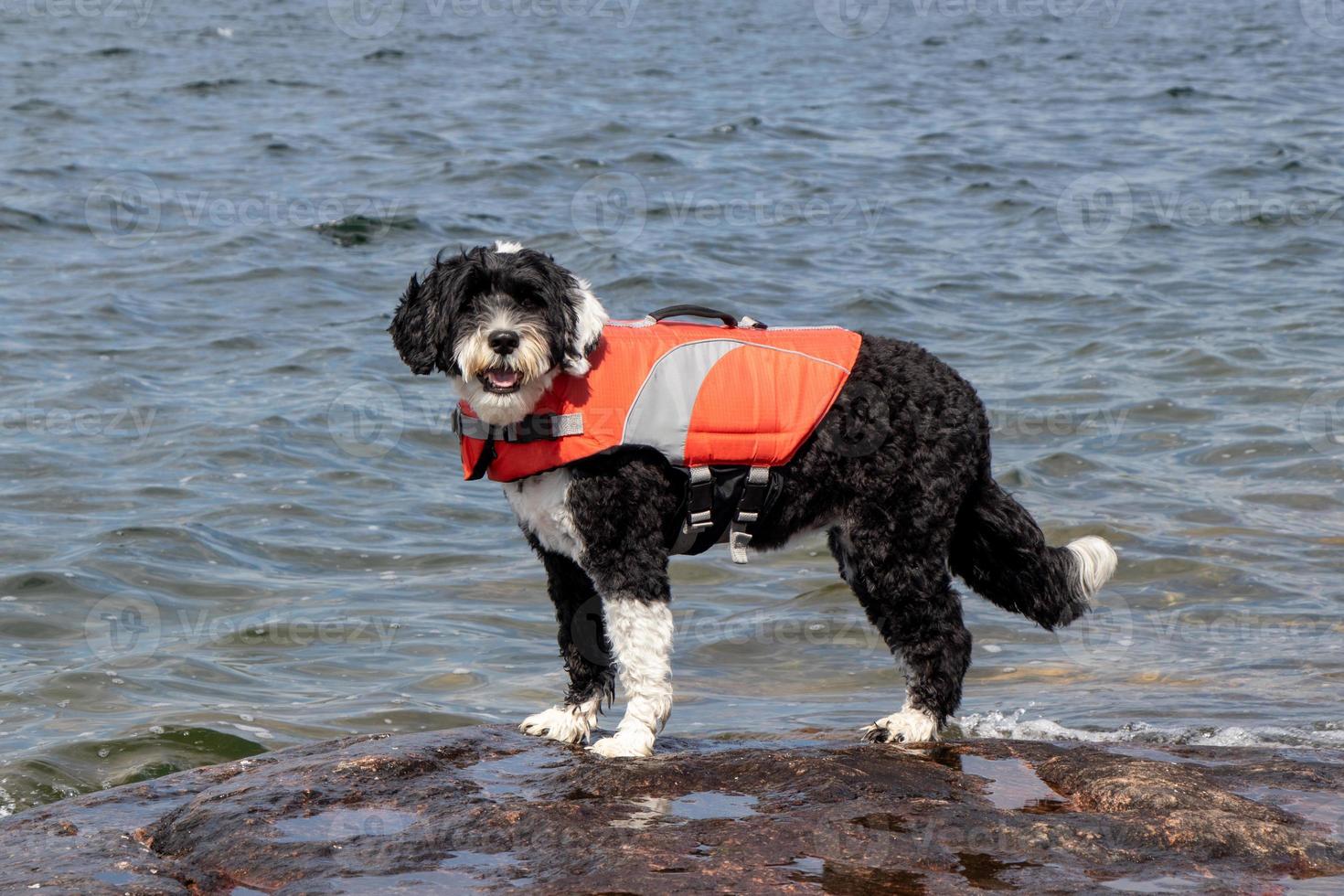 perro vistiendo un vida chaqueta en el apuntalar de un lago foto