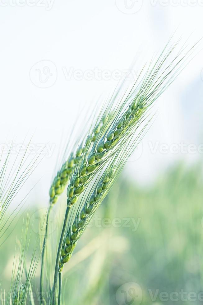 Close up Ear of wheat in the field photo
