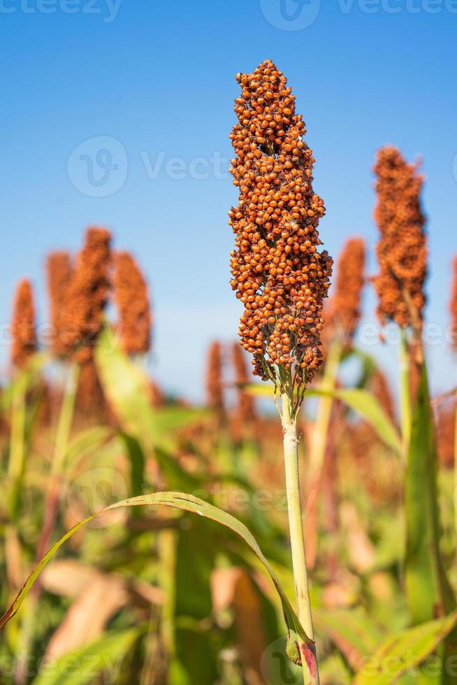 Sorghum or Millet field agent blue sky background photo