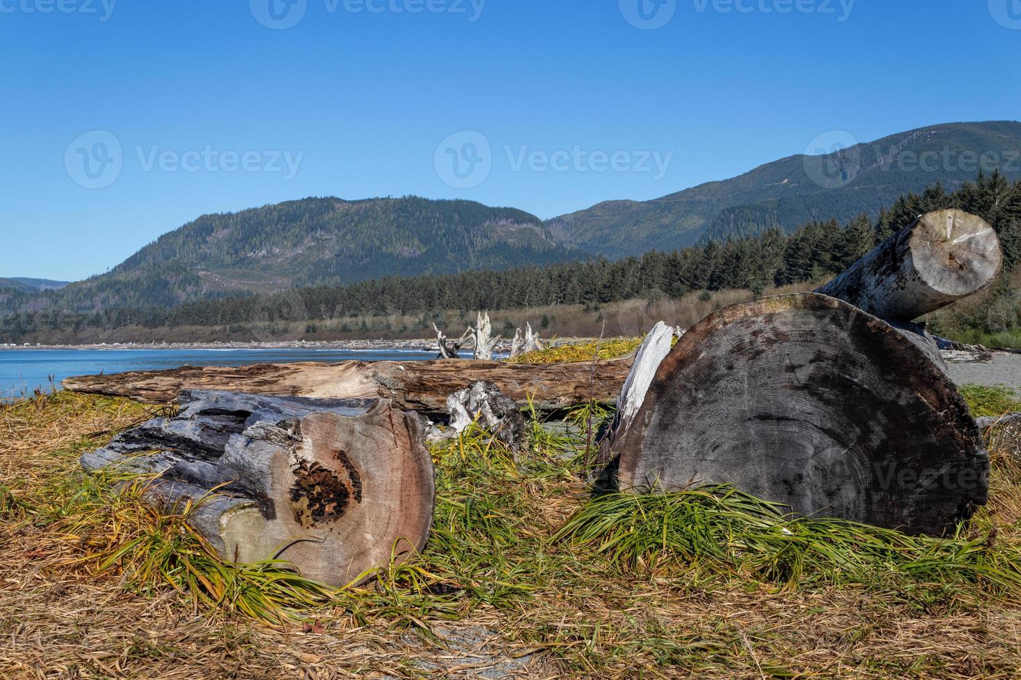 driftwood on the beach surrounded by mountains at Port Renfrew on Vancouver Island photo