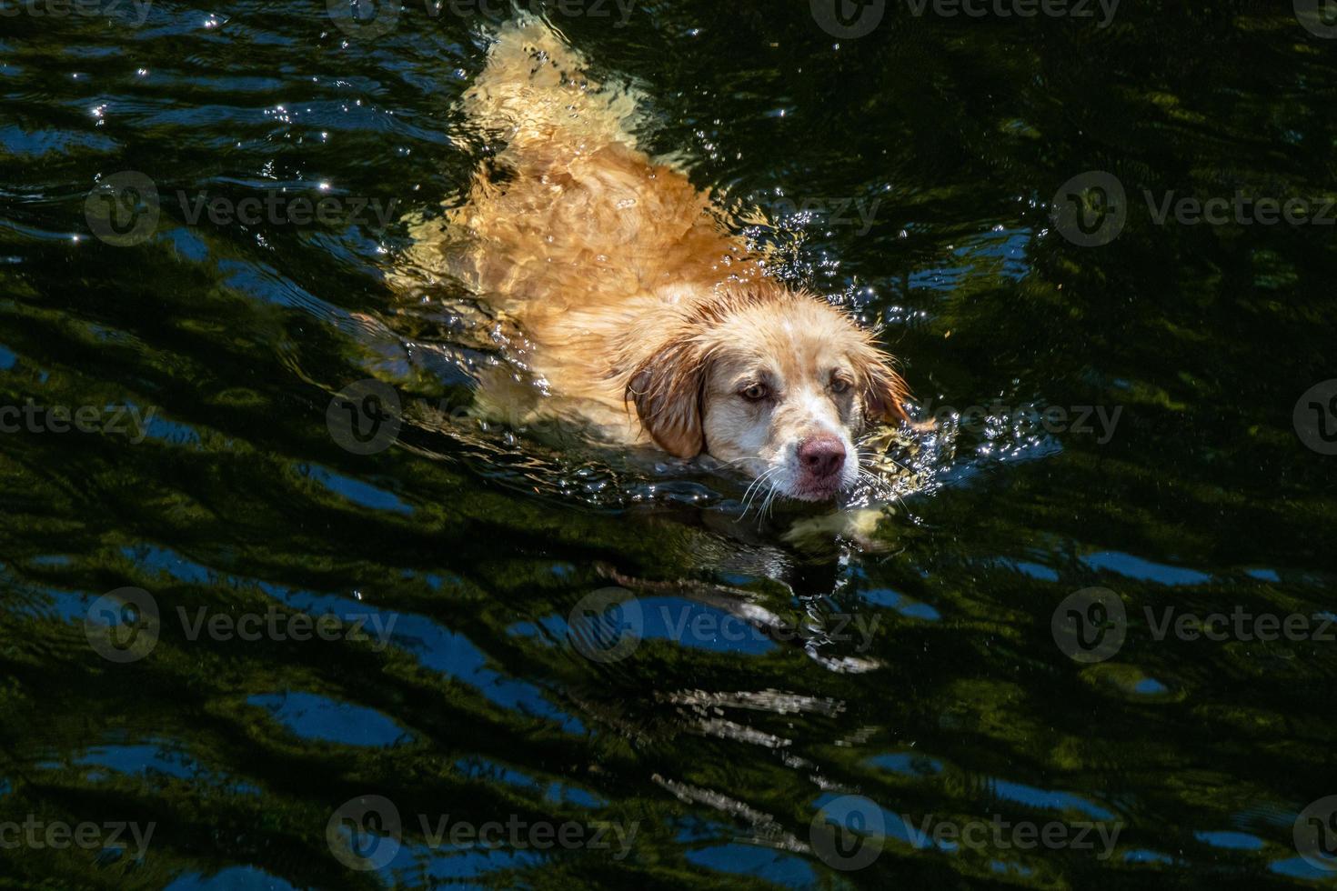 Retriever dog swimming in the water photo