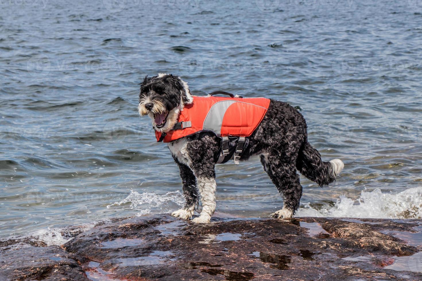 perro vistiendo un vida chaqueta en el apuntalar foto