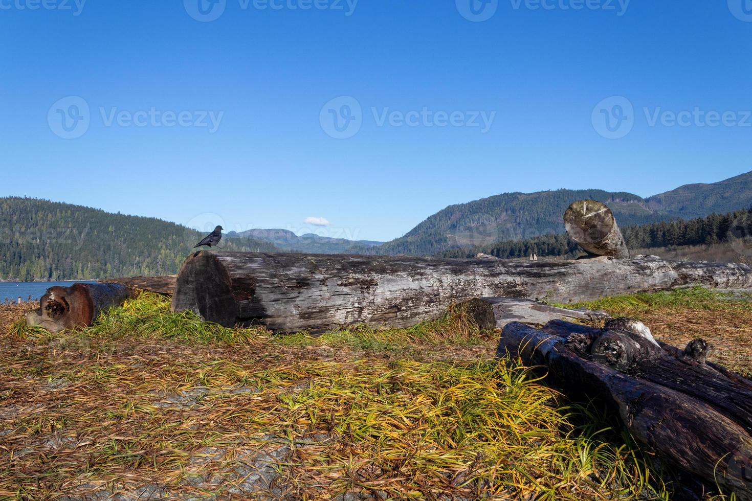 bird perched on driftwood logs on the beach photo