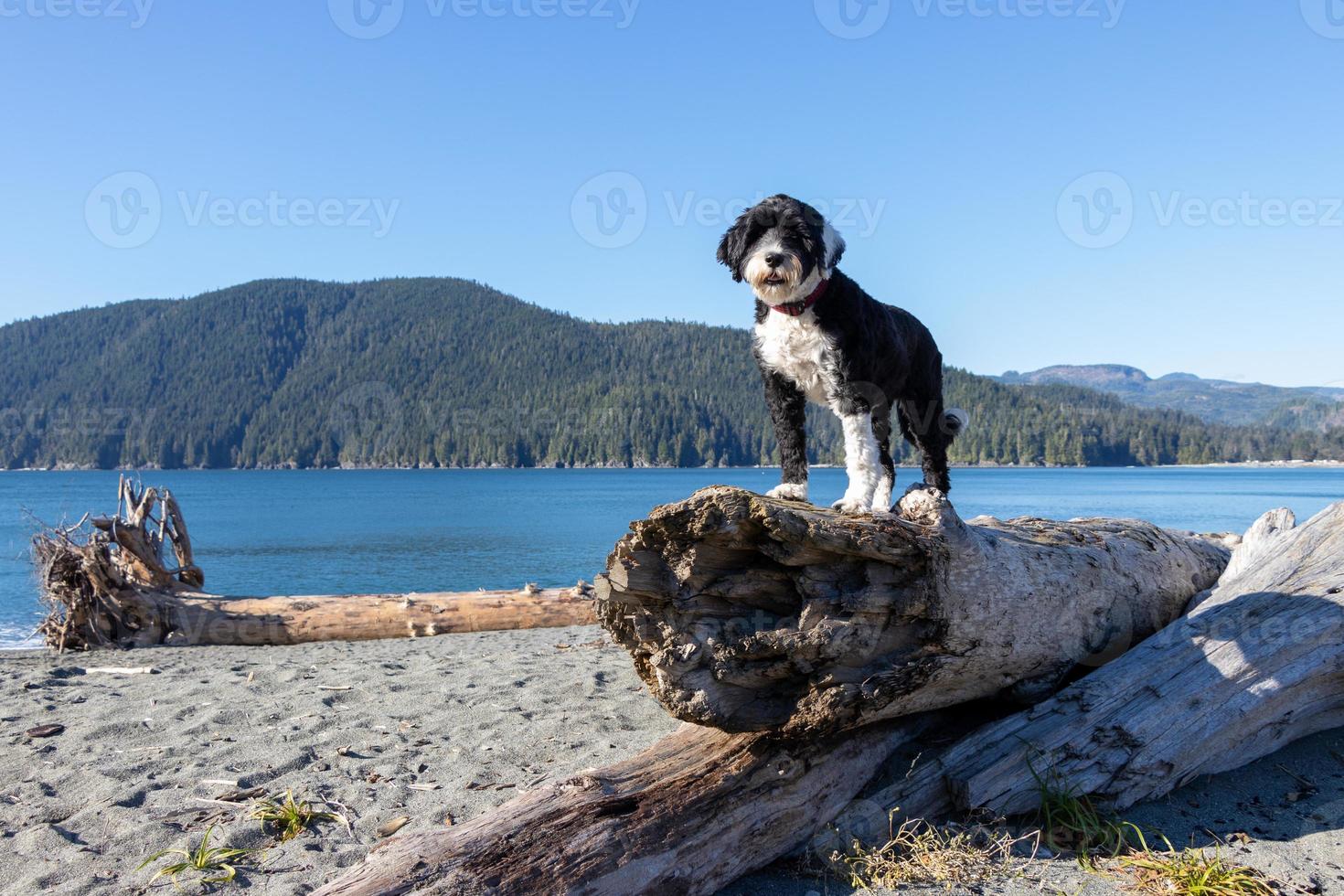 Dog standing on driftwood at the beach photo