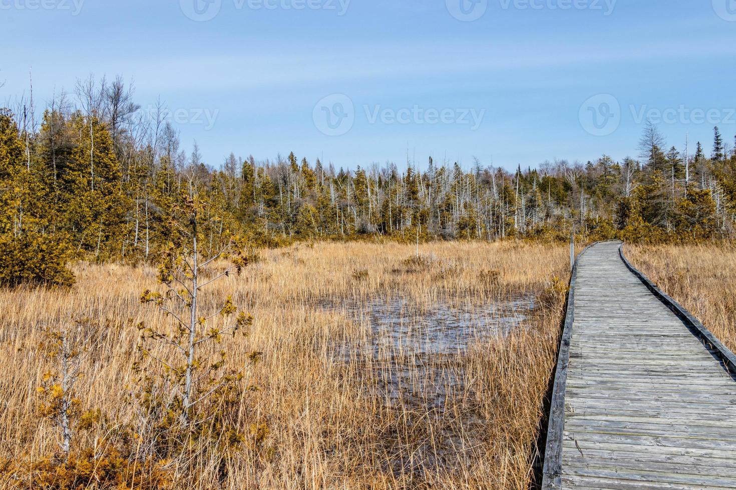 Boardwalk through the marsh photo