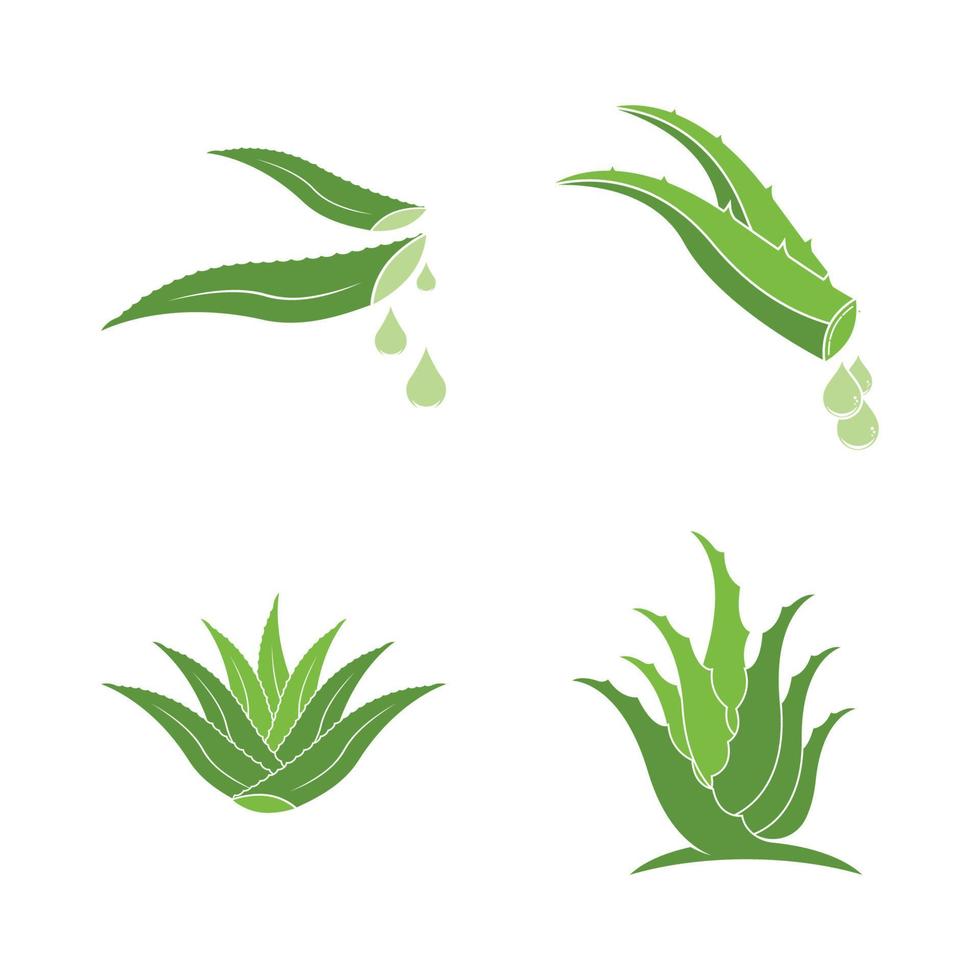 Aloe Vera logo icon design symbol beauty vector