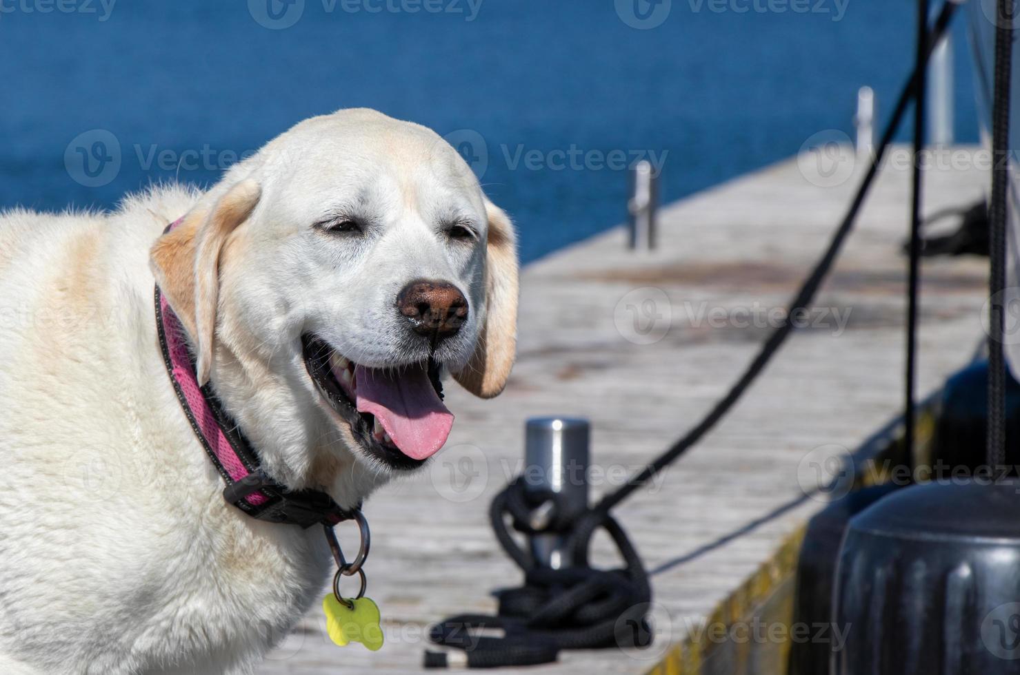 mayor amarillo Labrador perdiguero en pie en un muelle foto