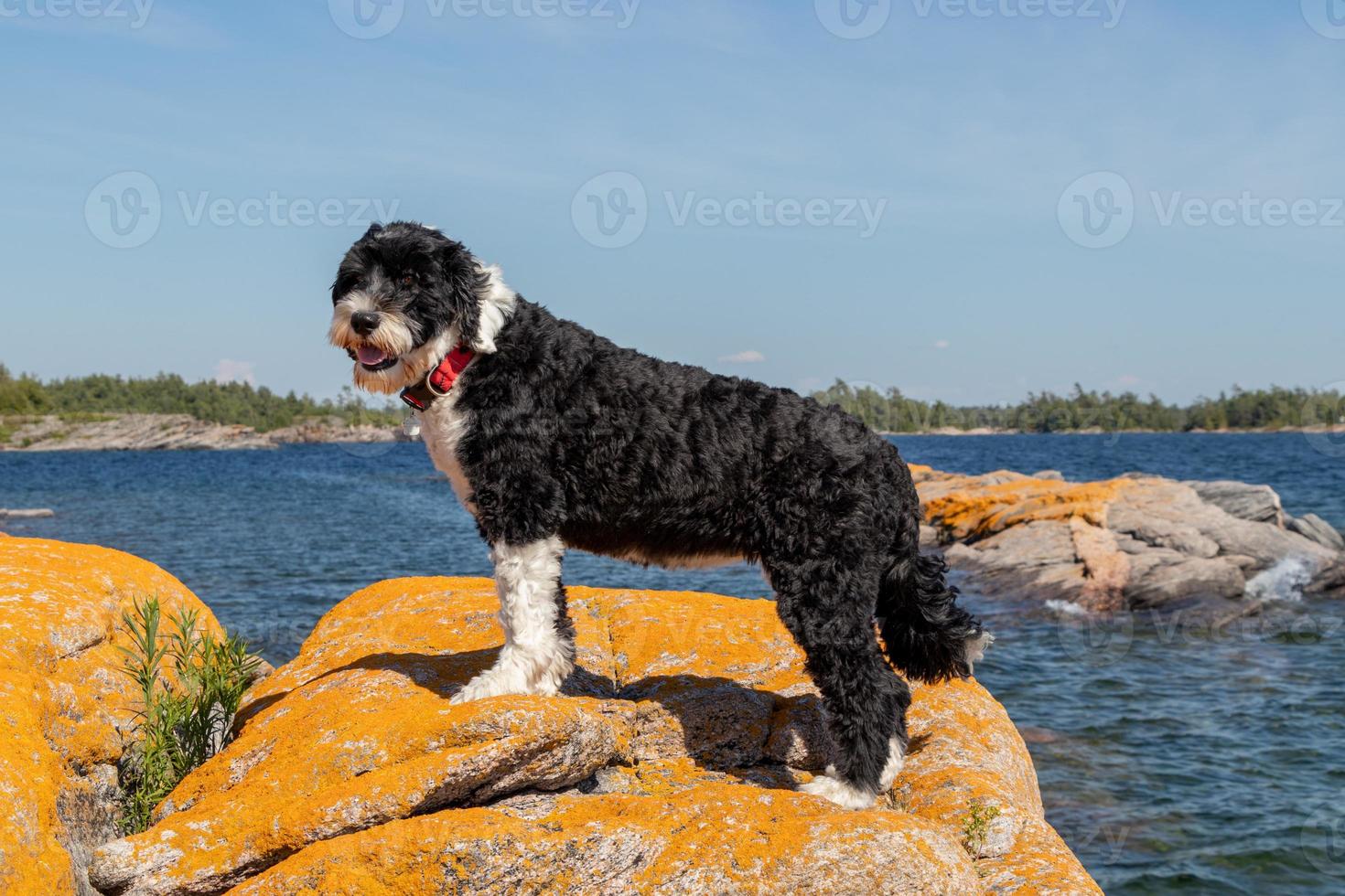 Portuguese Water Dog standing on a rock photo