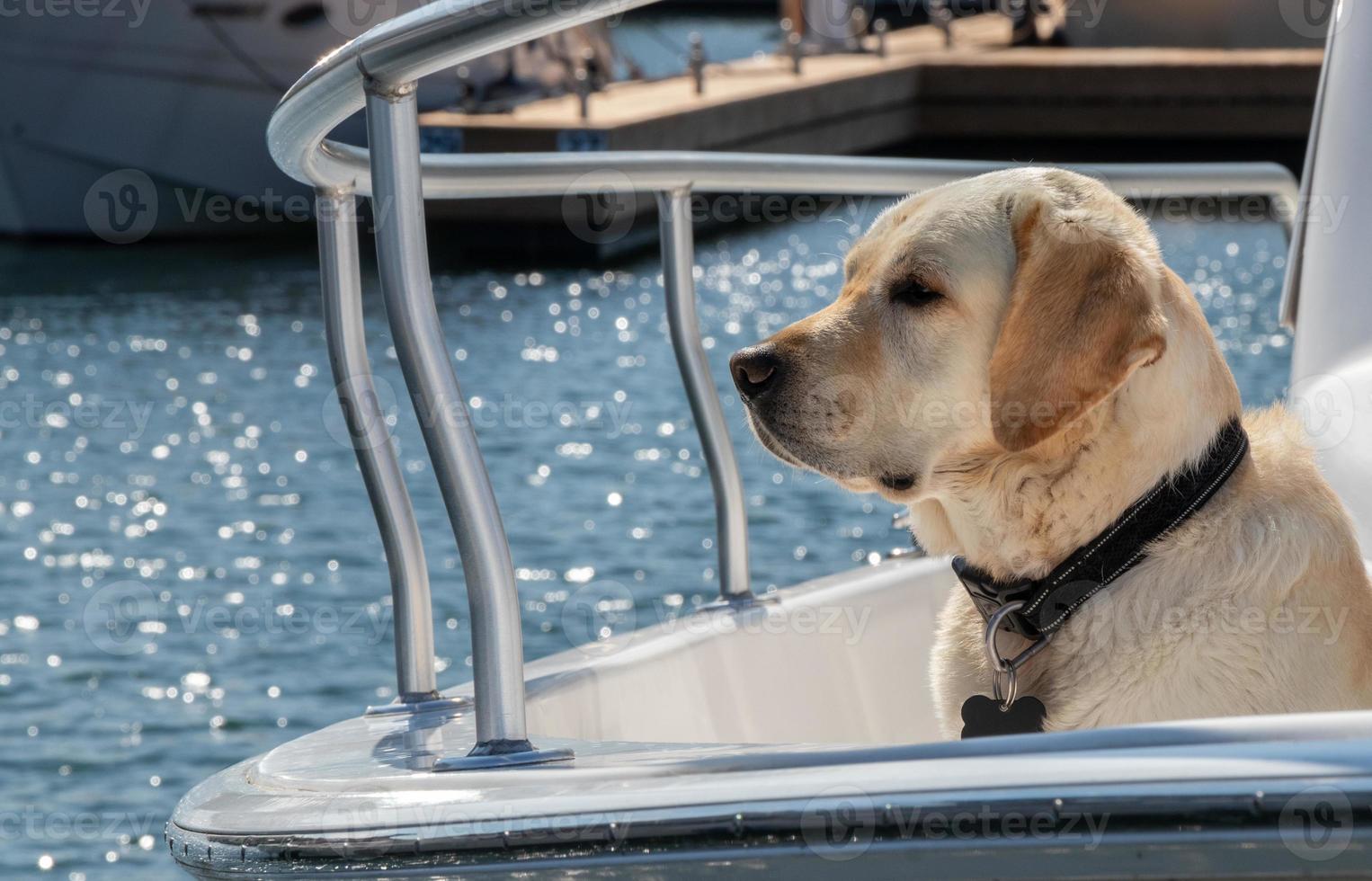 A Yellow Labrador Retriever dog sitting in a boat photo