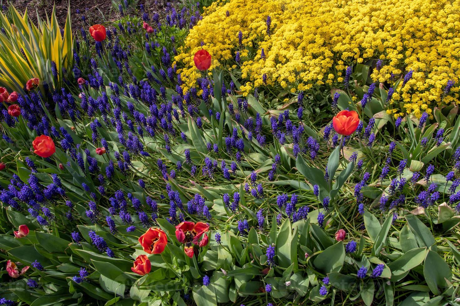 spring time flowers photo