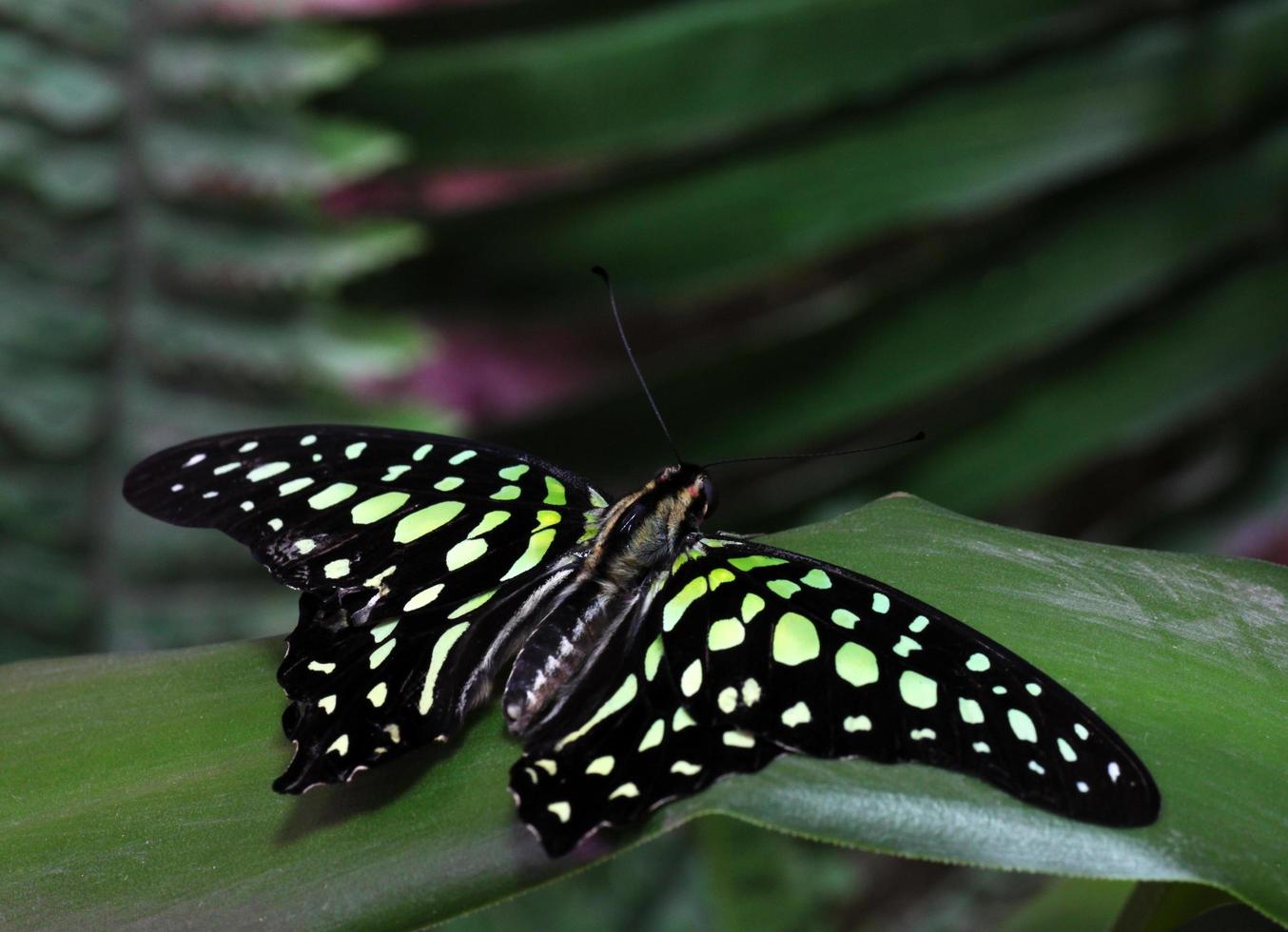 Tailed Jay butterfly sitting on plant photo