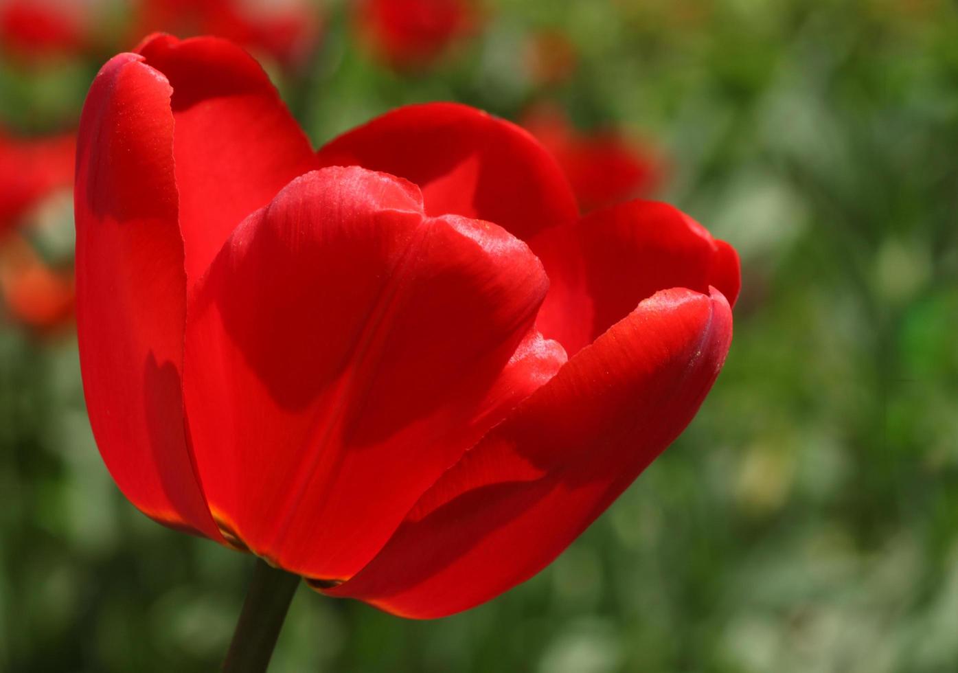 close up of red tulip photo