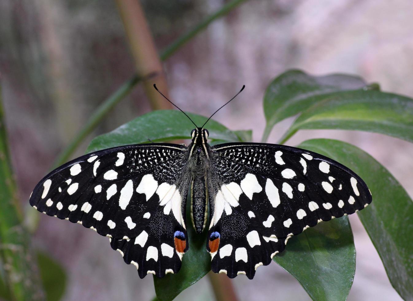 mariposa papilio demoleus en un planta foto