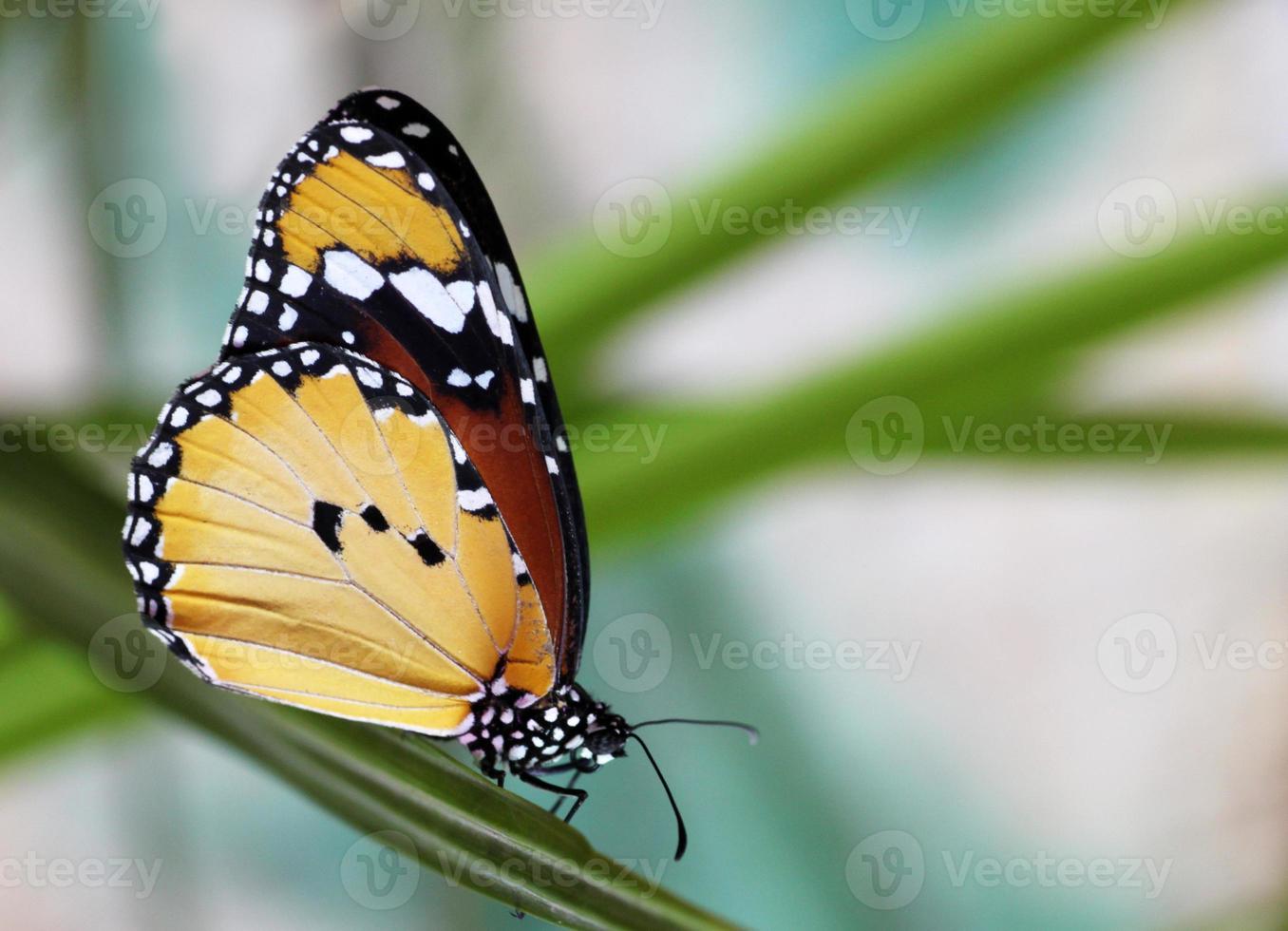 Monarch butterfly on a plant photo