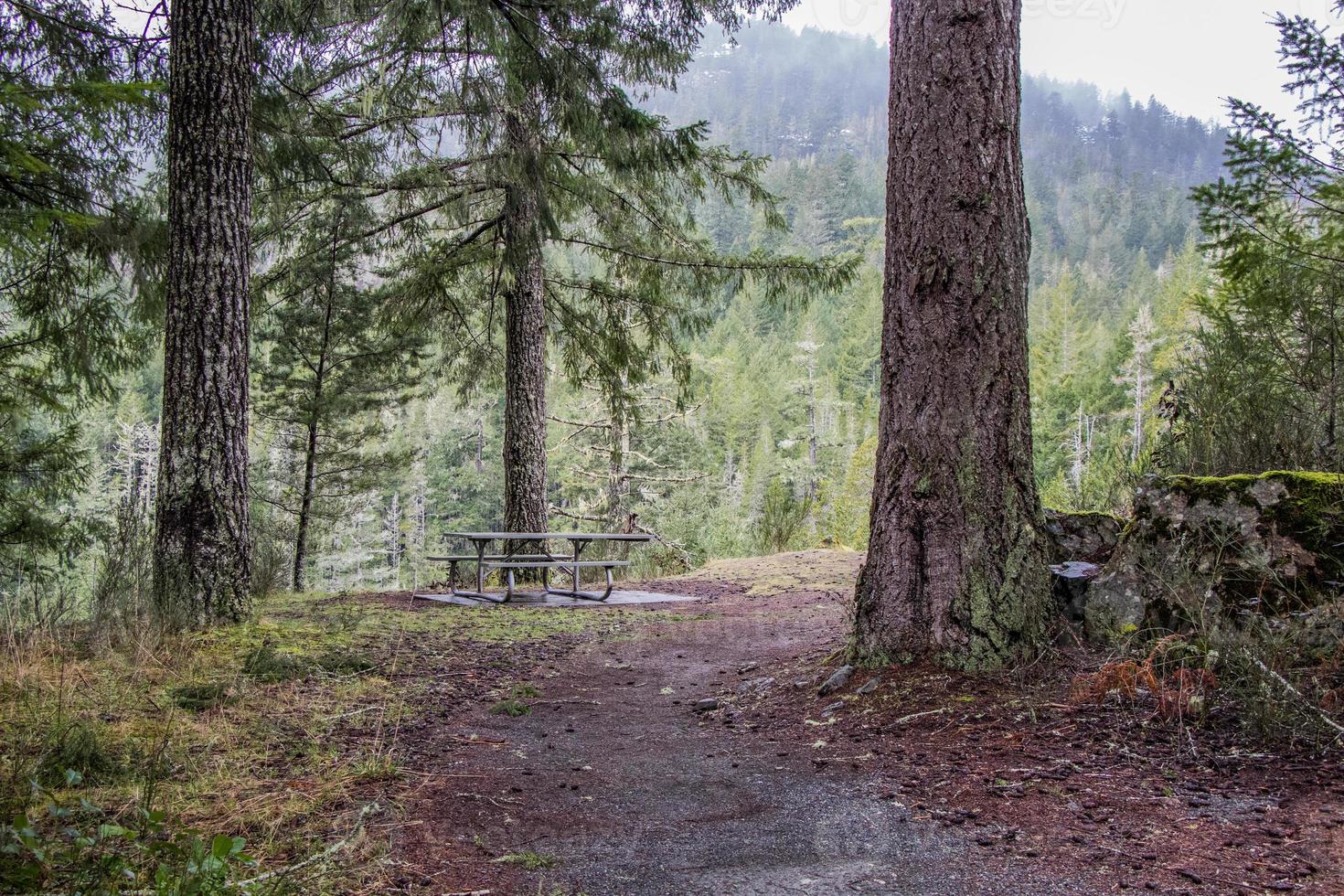trail in the forest photo
