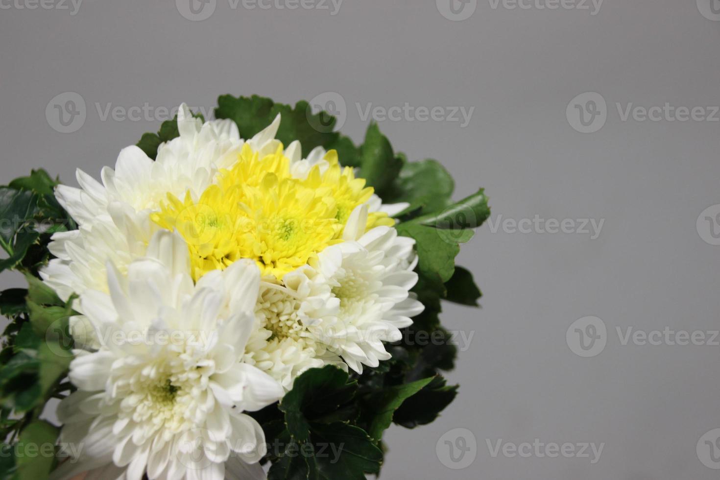 bouquet of yellow and white  CHRYSANTHEMUM flowers with Grey background photo