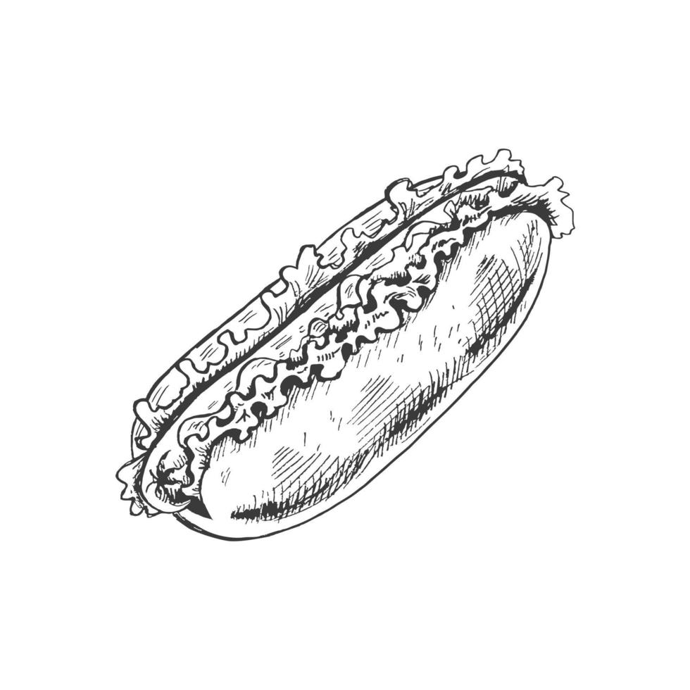 Hand-drawn sketch of  hot dog isolated on white background. Fast food illustration. Vintage drawing. Element for the design of labels, packaging and postcards. vector