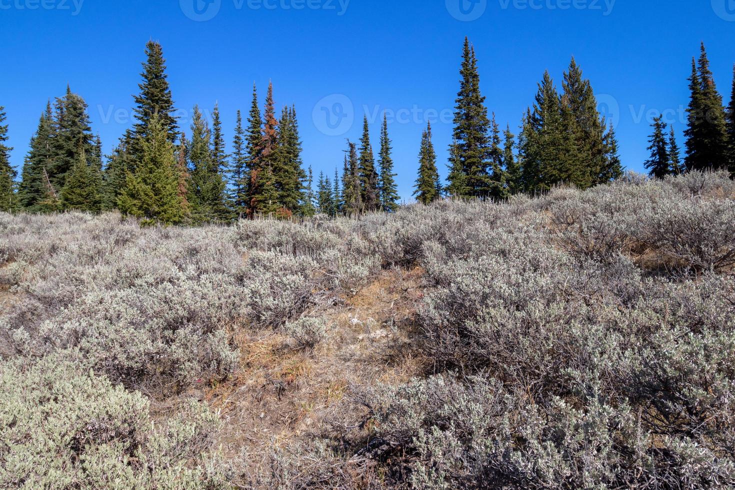 Sage bush and pine trees against a blue sky background photo