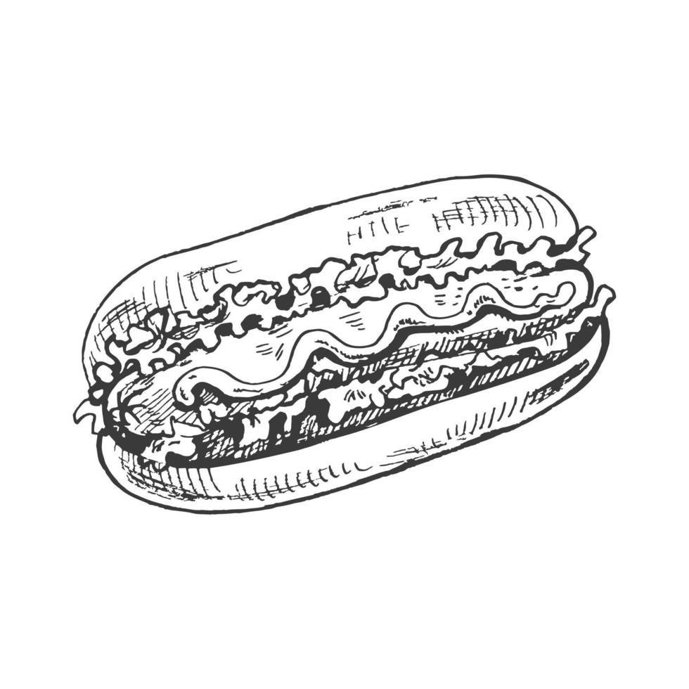 Hand-drawn sketch of  hot dog isolated on white background. Fast food illustration. Vintage drawing. Element for the design of labels, packaging and postcards. vector