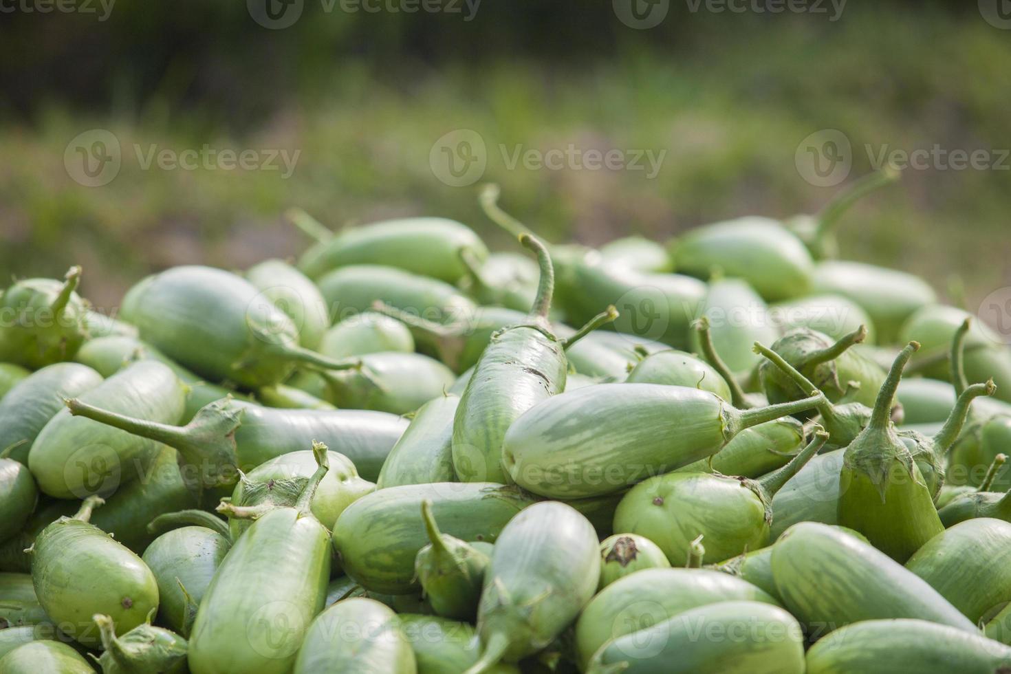 Green Eggplants in Thakurgong, Bnagladesh. photo